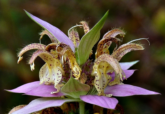 {Monarda punctata var. punctata}